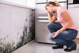 Best Mold Documentation for Insurance Claims in Whittier, CA